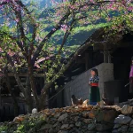 The most detailed Ha Giang travel experience from A-Z