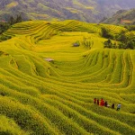Hoang Su Phi, Ha Giang - Amazed by the beauty of the rice terraces in the ripe season