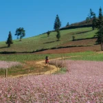 Discover the Wild Beauty of Suoi Thau Grassland in Ha Giang