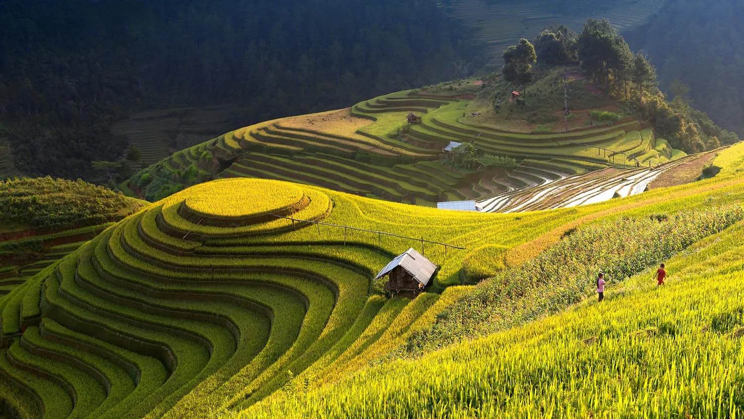 5 Ideal Place to View Golden Rice Fields in Hoang Su Phi 