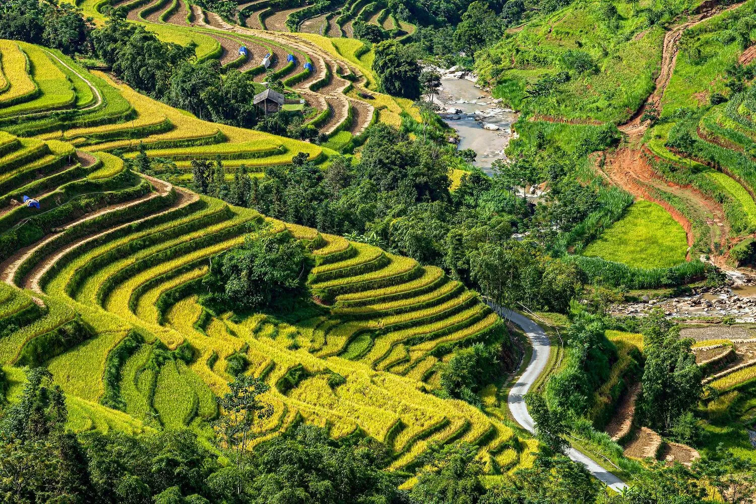 5 Ideal Place to View Golden Rice Fields in Hoang Su Phi 