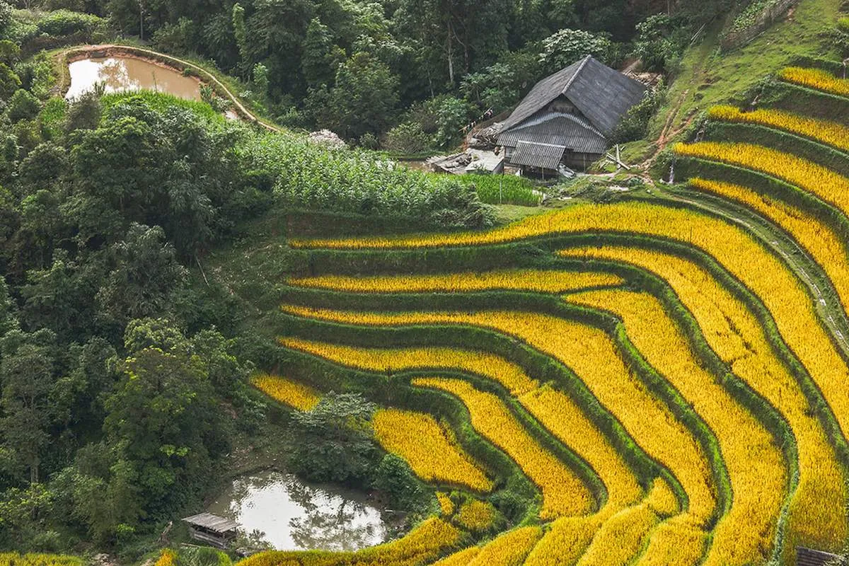 5 Ideal Place to View Golden Rice Fields in Hoang Su Phi 