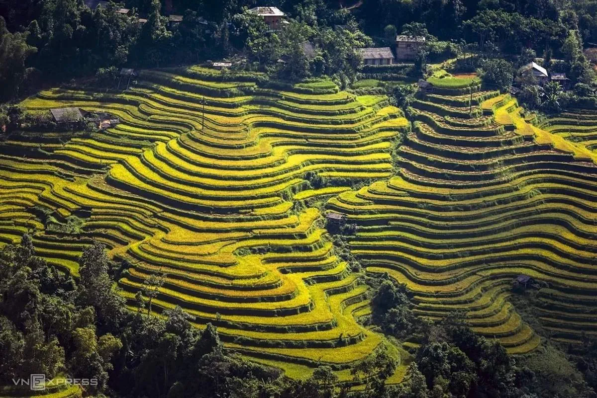 5 Ideal Place to View Golden Rice Fields in Hoang Su Phi 