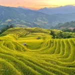 5 Ideal Place to View Golden Rice Fields in Hoang Su Phi