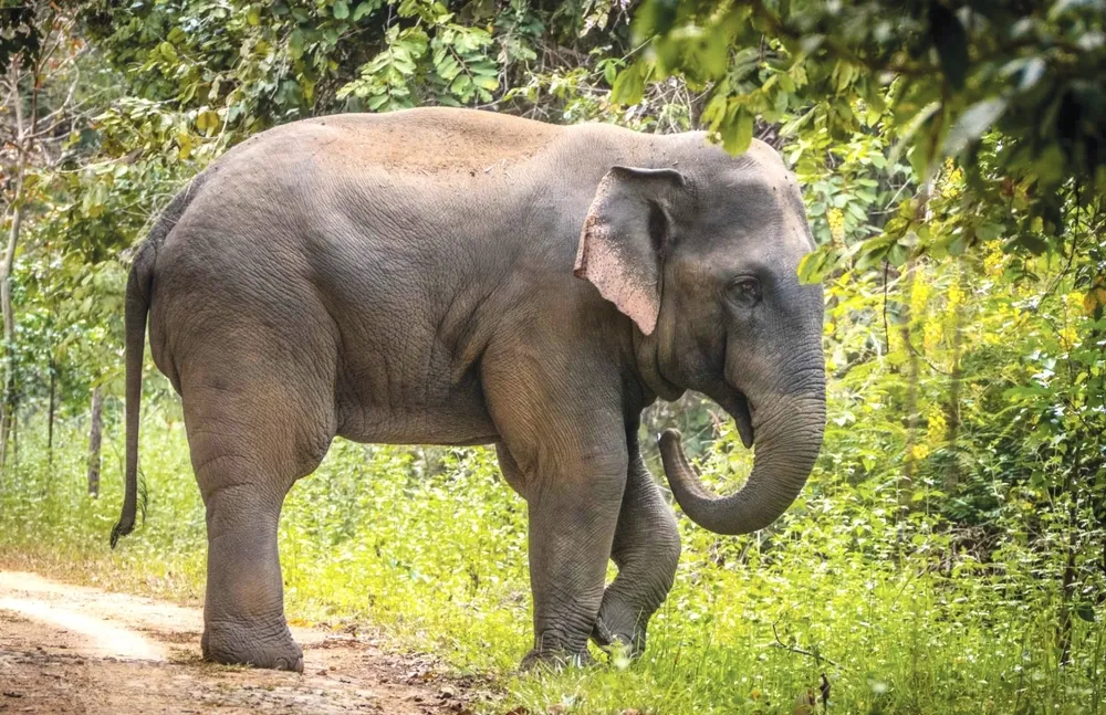 Discover the Wild Beauty of Cat Tien National Park 