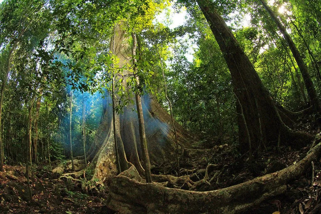 Discover the Wild Beauty of Cat Tien National Park 