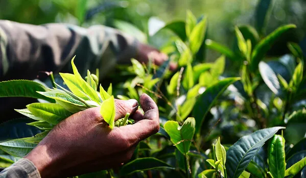 Discover the unique flavor of Shan Tuyet Tea in Ha Giang 