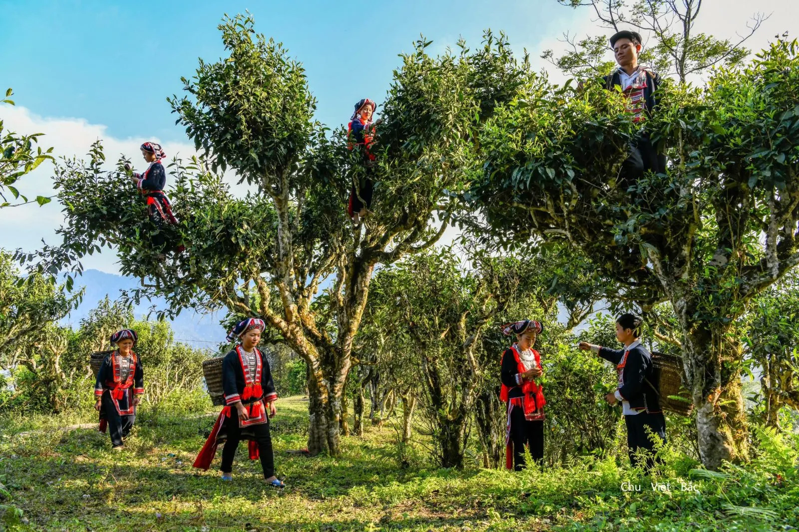 Discover the unique flavor of Shan Tuyet Tea in Ha Giang 