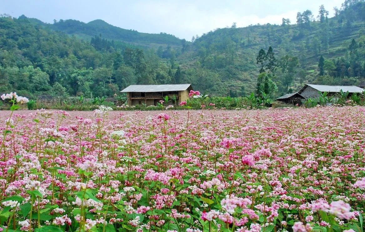 Experience Ha Giang Loop in November 