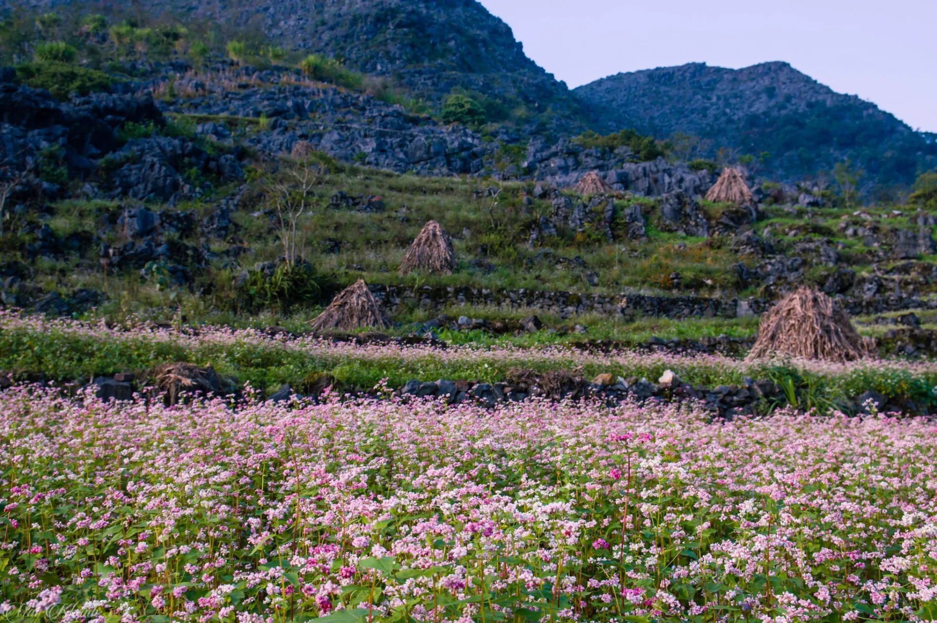 Exploring Ha Giang Loop for Every Type of Traveler 