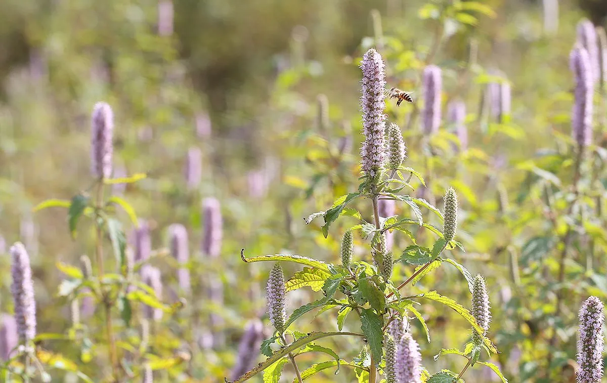 Mint Honey in Ha Giang The Sweet Taste of the Rocky Plateau 