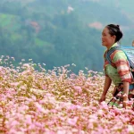 Ha Giang Buckwheat Flower Festival 2024: Unforgettable Beauty