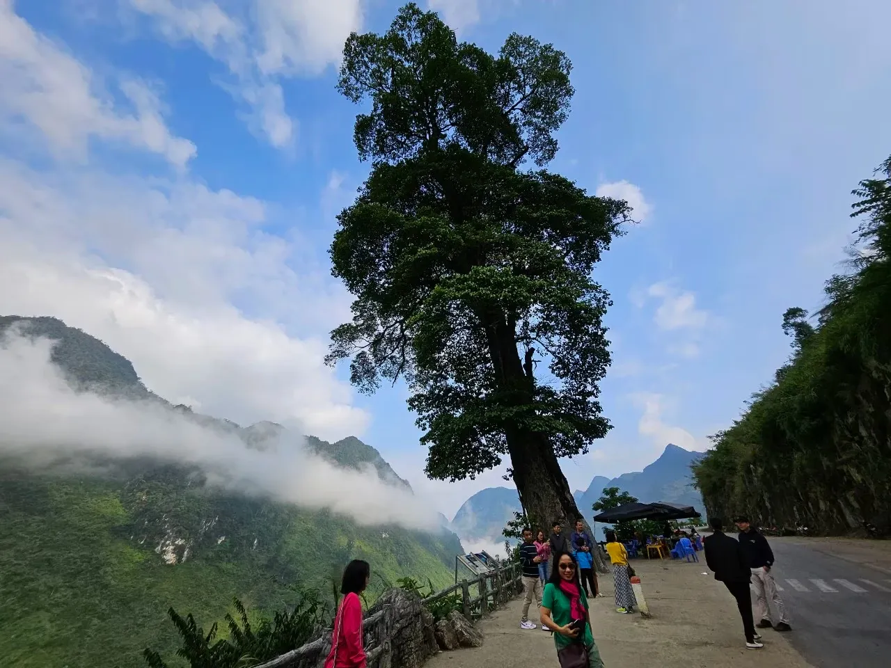 Ha Giang Lonely Tree