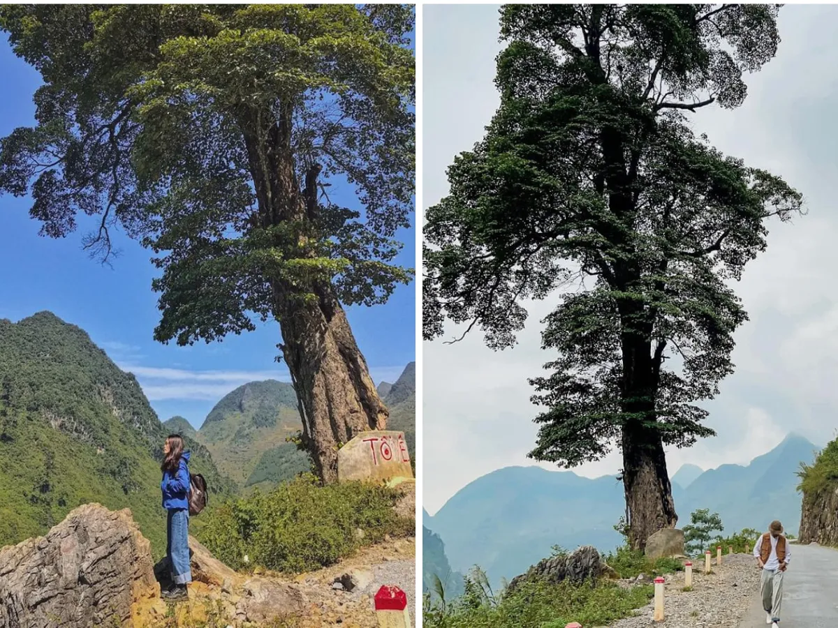 Ha Giang Lonely Tree 