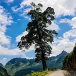 Ha Giang Lonely Tree: Majestic Symbol in Nature