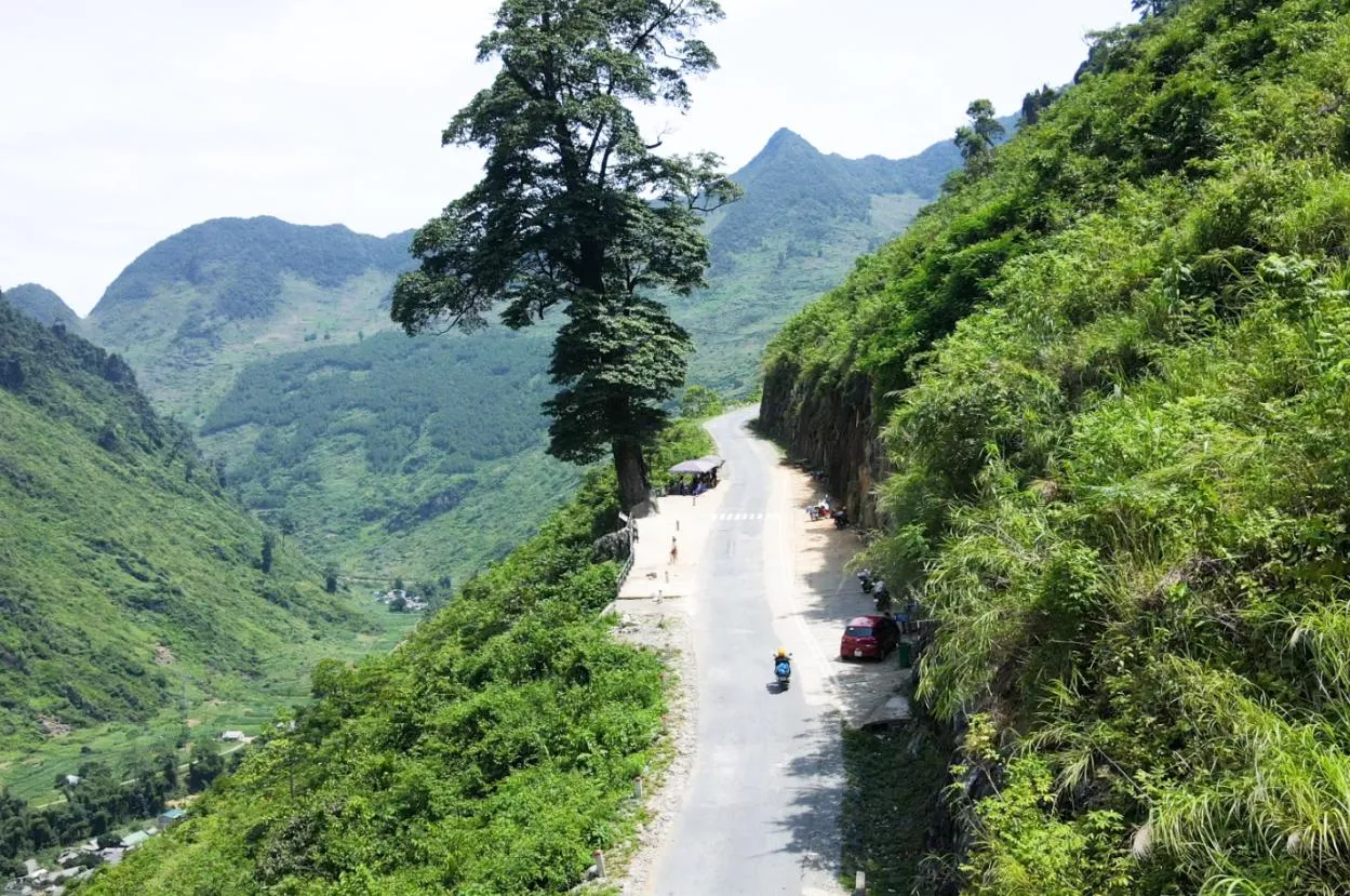 Ha Giang Lonely Tree