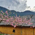 Explore the beauty of Ha Giang Loop during Tet