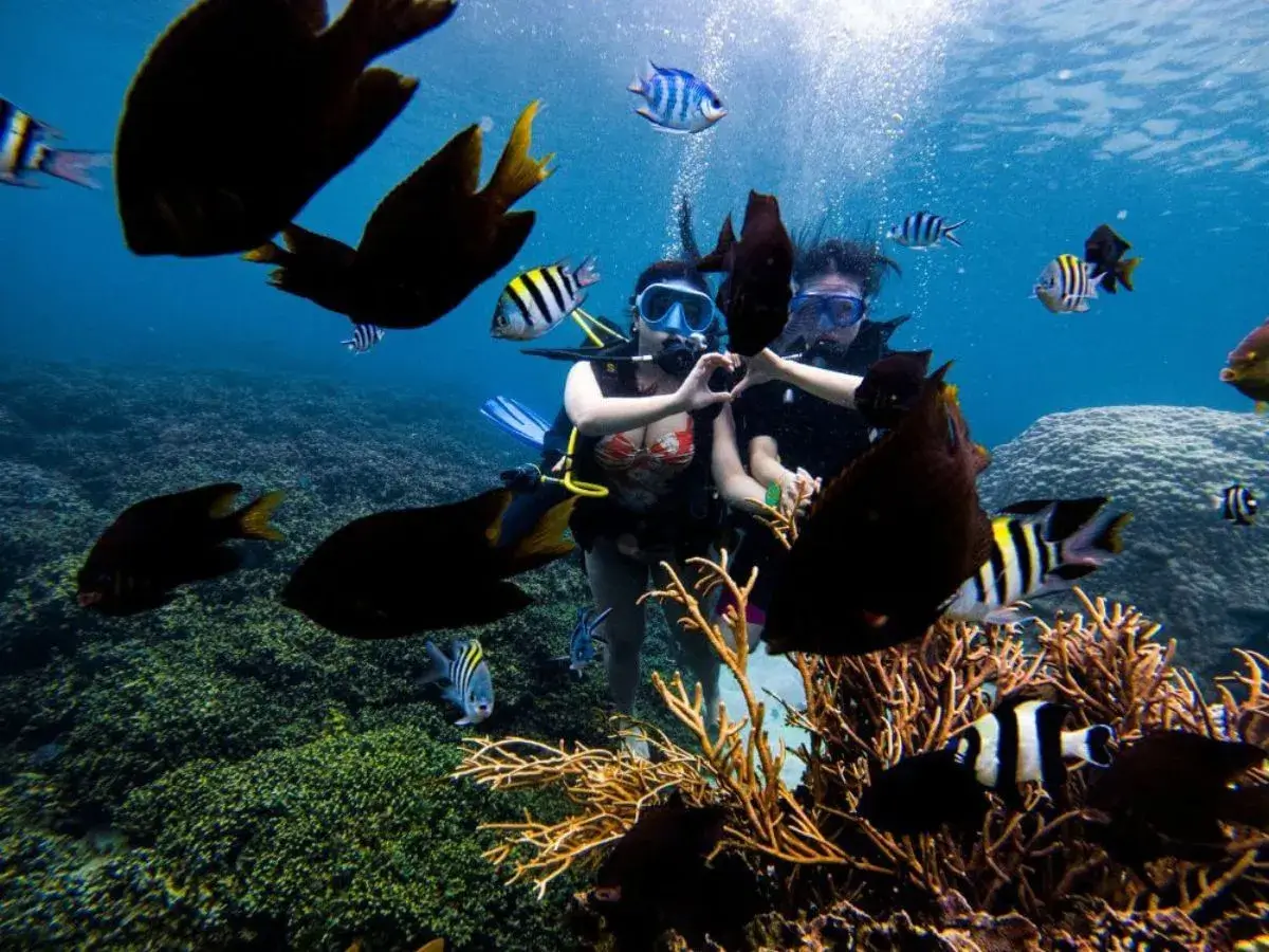 Scuba diving to see coral is a very interesting activity that you should not miss